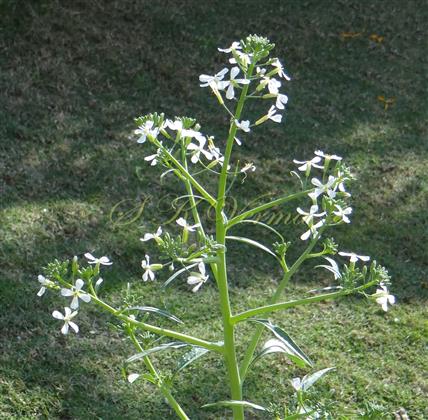  Inflorescence (Panicle of corymbose raceme)